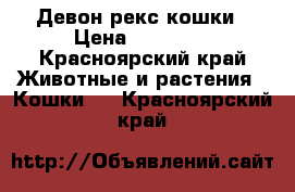 Девон рекс кошки › Цена ­ 15 000 - Красноярский край Животные и растения » Кошки   . Красноярский край